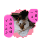 横山家のお猫様3"仕事用"（個別スタンプ：20）