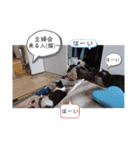 横山家のお猫様3"仕事用"（個別スタンプ：22）