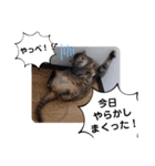 横山家のお猫様3"仕事用"（個別スタンプ：23）