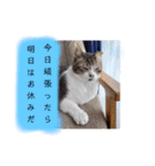 横山家のお猫様3"仕事用"（個別スタンプ：24）