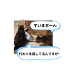 横山家のお猫様3"仕事用"（個別スタンプ：26）