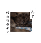 横山家のお猫様3"仕事用"（個別スタンプ：27）