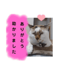 横山家のお猫様3"仕事用"（個別スタンプ：28）