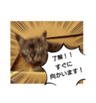 横山家のお猫様3"仕事用"（個別スタンプ：29）
