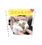 横山家のお猫様3"仕事用"（個別スタンプ：30）