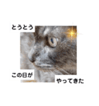 横山家のお猫様3"仕事用"（個別スタンプ：31）