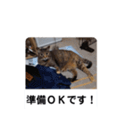 横山家のお猫様3"仕事用"（個別スタンプ：32）
