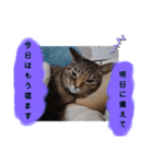 横山家のお猫様3"仕事用"（個別スタンプ：33）