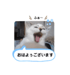 横山家のお猫様3"仕事用"（個別スタンプ：34）