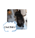 横山家のお猫様3"仕事用"（個別スタンプ：35）