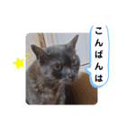 横山家のお猫様3"仕事用"（個別スタンプ：36）