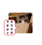 横山家のお猫様3"仕事用"（個別スタンプ：37）