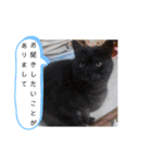 横山家のお猫様3"仕事用"（個別スタンプ：38）