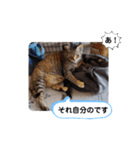 横山家のお猫様3"仕事用"（個別スタンプ：39）