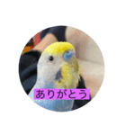 ちょぴんの超使いやすいスタンプ（個別スタンプ：6）