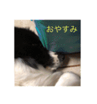 中嶋犬2withモモ（個別スタンプ：2）