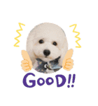 中嶋犬2withモモ（個別スタンプ：6）