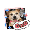 中嶋犬2withモモ（個別スタンプ：7）