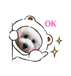 中嶋犬2withモモ（個別スタンプ：9）