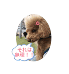 中嶋犬2withモモ（個別スタンプ：14）