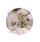 中嶋犬2withモモ（個別スタンプ：16）