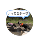 中嶋犬2withモモ（個別スタンプ：17）