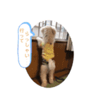 中嶋犬2withモモ（個別スタンプ：18）