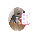 中嶋犬2withモモ（個別スタンプ：19）