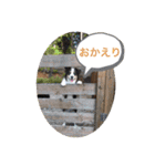 中嶋犬2withモモ（個別スタンプ：20）