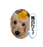 中嶋犬2withモモ（個別スタンプ：21）