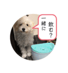 中嶋犬2withモモ（個別スタンプ：22）