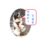 中嶋犬2withモモ（個別スタンプ：23）