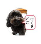 中嶋犬2withモモ（個別スタンプ：24）