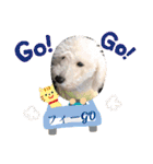 中嶋犬2withモモ（個別スタンプ：25）
