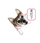 中嶋犬2withモモ（個別スタンプ：26）