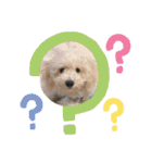 中嶋犬2withモモ（個別スタンプ：27）