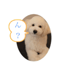 中嶋犬2withモモ（個別スタンプ：29）