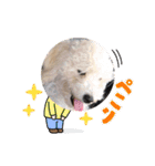 中嶋犬2withモモ（個別スタンプ：30）
