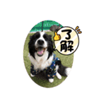 中嶋犬2withモモ（個別スタンプ：31）
