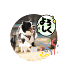 中嶋犬2withモモ（個別スタンプ：33）