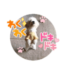 中嶋犬2withモモ（個別スタンプ：34）