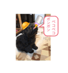 中嶋犬2withモモ（個別スタンプ：38）