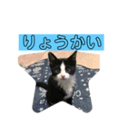 ハチワレめいちゃん31（個別スタンプ：7）