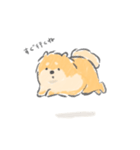 控えめにわがままも言わせて柴犬（個別スタンプ：1）