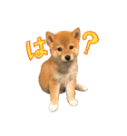 柴犬のなつちゃん（個別スタンプ：1）