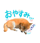 柴犬のなつちゃん（個別スタンプ：4）