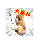 柴犬のなつちゃん（個別スタンプ：5）