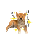 柴犬のなつちゃん（個別スタンプ：6）