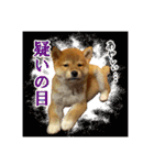 柴犬のなつちゃん（個別スタンプ：7）