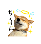 柴犬のなつちゃん（個別スタンプ：8）